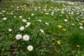 Flowers and leaves of blooming dandelion and daisy in green grass