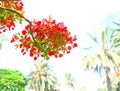 Flamboyant tree in bloom. Tropical decorative vegetation. Royalty Free Stock Photo