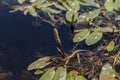 Flowers and leaves of broad-leaved pondweed Royalty Free Stock Photo