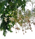 Flowers and leaves bunch of indian cork tree or Millingtonia hortensis