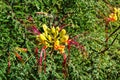 Flowers and leaves of Caesalpinia gilliesii (Bird of Paradise) Royalty Free Stock Photo