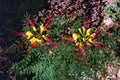 Flowers and leaves of Caesalpinia gilliesii (Bird of Paradise) Royalty Free Stock Photo
