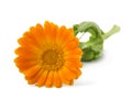 Flowers with leaves Calendula Calendula officinalis, garden marigold, English marigold . Medicinal herb. Selective focus Royalty Free Stock Photo