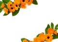 Flowers with leaves Calendula Calendula officinalis, pot marigold, ruddles, garden marigold, English marigold on a white