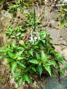 The flowers and leaves of the cat& x27;s whisker plant, which function as an ornamental plant.