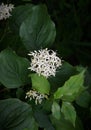 Flowers and Leaves of Cornus sericea Royalty Free Stock Photo