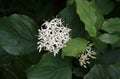 Flowers and Leaves of Cornus sericea Royalty Free Stock Photo