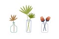 Flowers and leaves in glass vase, bottle and jar. Foliage branch with leaf for interior decoration. Modern plants for