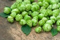 Flowers and leaves of hops