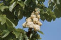 Flowers and leaves of horse chestnut baumannii