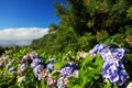 Hydrangea flowers and leaves in Sao Miguel Island