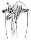 Flowers and Leaves of Iris Histrio vintage illustration