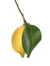 Flowers And Leaves Of Lemon Tree And Lemons