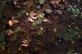 Flowers and leaves in murky pond background