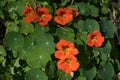 Flowers and leaves of nasturtium (Tropaeolum majus).