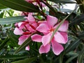 Flowers and leaves of Nerium Oleander shrub. Royalty Free Stock Photo