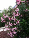 Flowers and leaves of Nerium Oleander shrub. Royalty Free Stock Photo