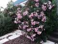 Flowers and leaves of Nerium Oleander shrub.