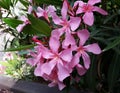 Flowers and leaves of Nerium Oleander shrub. Royalty Free Stock Photo