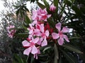 Flowers and leaves of Nerium Oleander shrub. Royalty Free Stock Photo