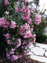 Flowers and leaves of Nerium Oleander shrub. Royalty Free Stock Photo