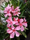 Flowers and leaves of Nerium Oleander shrub. Royalty Free Stock Photo