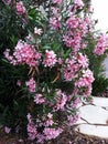Flowers and leaves of Nerium Oleander shrub. Royalty Free Stock Photo