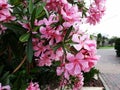 Flowers and leaves of Nerium Oleander shrub. Royalty Free Stock Photo