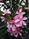 Flowers and leaves of Nerium Oleander shrub. Royalty Free Stock Photo