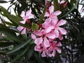 Flowers and leaves of Nerium Oleander shrub. Royalty Free Stock Photo