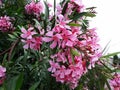 Flowers and leaves of Nerium Oleander shrub. Royalty Free Stock Photo