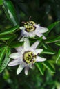 Flowers and leaves of Passionflower Passifloraceae