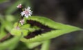 Flowers and Leaves of the Persicaria microcephala 'Purple Fantas