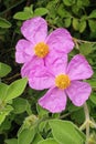 Pink rock rose plant Royalty Free Stock Photo