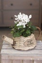 Flowers and leaves of white cyclamen close-up indoors