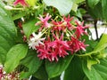 Flowers and leaves after rain in the morning Royalty Free Stock Photo