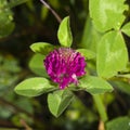 Flowers and leaves of Red Clover, Trifolium pratense, with bokeh background macro, selective focus, shallow DOF Royalty Free Stock Photo