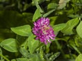 Flowers and leaves of Red Clover, Trifolium pratense, with bokeh background macro, selective focus, shallow DOF Royalty Free Stock Photo