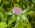 Flowers and leaves of Red Clover, Trifolium pratense, with bokeh background macro, selective focus, shallow DOF Royalty Free Stock Photo