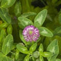 Flowers and leaves of Red Clover, Trifolium pratense, with bokeh background macro, selective focus, shallow DOF Royalty Free Stock Photo