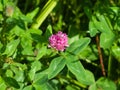 Flowers and leaves of Red Clover, Trifolium pratense, with bokeh background macro, selective focus, shallow DOF Royalty Free Stock Photo