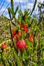 Flowers and leaves of the Swamp Bottlebrush, Beaufortia Sparsa Royalty Free Stock Photo