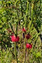 Flowers and leaves of the Swamp Bottlebrush, Beaufortia Sparsa Royalty Free Stock Photo