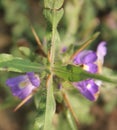 Auriculata a herbal medicine In Ayurveda