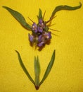 Auriculata a herbal medicine In Ayurveda