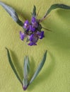 Auriculata a herbal medicine In Ayurveda