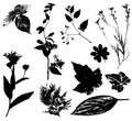 Flowers Leaves Vectors Black 2 Royalty Free Stock Photo