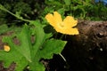 Flowers and leaves of the wax gourd plant