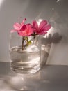 Flowers of Ledum in a glass of water