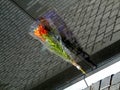 Flowers left at war memorial